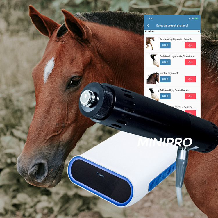 Portable Veterinary Horse Equine Shockwave Machine For  Suspensory Injuries