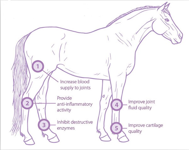 الحيوانات الأليفة البيطرية الصغيرة تستخدم العلاج خارج الجسم وحدثت الهزة الارضية آلة صدمة موجة الخيول
